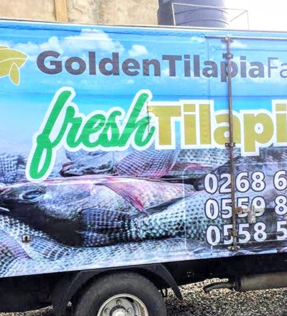 tilapia